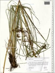 Scirpus cyperinus (L.) Kunth, Eastern Europe, Belarus (E3a) (Belarus)