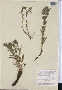 Mertensia lanceolata (Pursh) A. DC., America (AMER) (Canada)