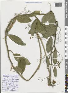 Lathyrus sylvestris L., Crimea (KRYM) (Russia)