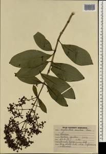 Jasminum sambac (L.) Aiton, South Asia, South Asia (Asia outside ex-Soviet states and Mongolia) (ASIA) (India)