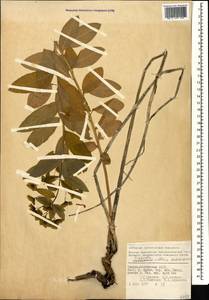Euphorbia illirica Lam., Caucasus, North Ossetia, Ingushetia & Chechnya (K1c) (Russia)