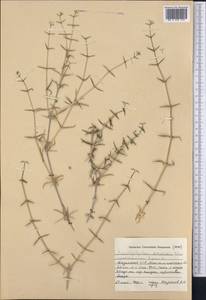 Acanthophyllum borsczowii Litw., Middle Asia, Syr-Darian deserts & Kyzylkum (M7)