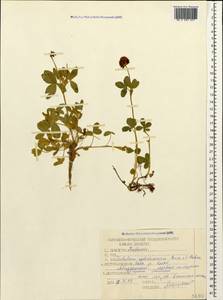 Trifolium badium subsp. rytidosemium (Boiss. & Hohen.) M.Hossain, Caucasus, Krasnodar Krai & Adygea (K1a) (Russia)