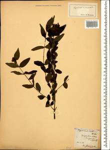 Hypericum xylosteifolium (Spach) Robson, Caucasus, Georgia (K4) (Georgia)