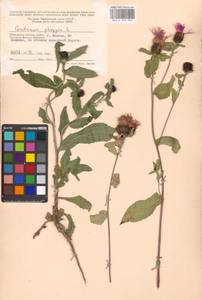 Centaurea phrygia L., Eastern Europe, Moscow region (E4a) (Russia)