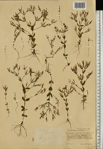 Centaurium pulchellum, Eastern Europe, Central forest-and-steppe region (E6) (Russia)