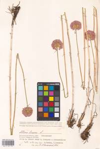 Allium lineare L., Eastern Europe, Lower Volga region (E9) (Russia)