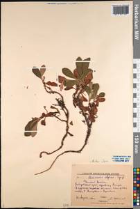 Arctostaphylos alpinus (L.) Spreng., Siberia, Russian Far East (S6) (Russia)