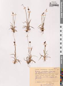 Luzula kjellmaniana Miyabe & Kudô, Siberia, Chukotka & Kamchatka (S7) (Russia)