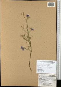 Delphinium consolida, Eastern Europe, Central region (E4) (Russia)