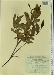 Salix pseudopentandra (Flod.) Flod., Siberia, Chukotka & Kamchatka (S7) (Russia)