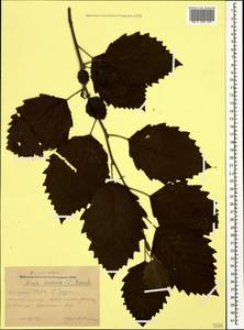 Alnus incana (L.) Moench, Caucasus, Krasnodar Krai & Adygea (K1a) (Russia)