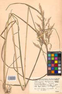 Calamagrostis arundinacea (L.) Roth, Siberia, Russian Far East (S6) (Russia)