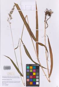 Spodiopogon sibiricus Trin., Siberia, Russian Far East (S6) (Russia)