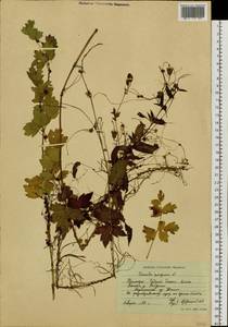 Cuscuta europaea L., Siberia, Russian Far East (S6) (Russia)