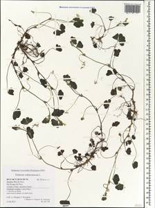 Trifolium subterraneum L., Africa (AFR) (Portugal)
