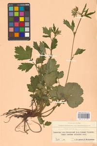 Geum rivale L., Eastern Europe, West Ukrainian region (E13) (Ukraine)