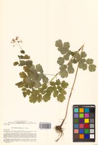 Thalictrum baicalense Turcz. ex Ledeb., Siberia, Russian Far East (S6) (Russia)