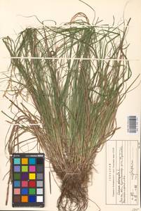 Carex elongata L., Eastern Europe, Moscow region (E4a) (Russia)