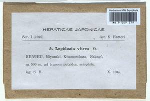 Lepidozia reptans (L.) Dumort., Bryophytes, Bryophytes - Asia (outside ex-Soviet states) (BAs) (Japan)