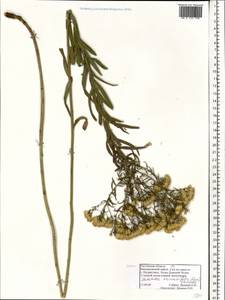 Galatella sedifolia subsp. dracunculoides (Lam.) Greuter, Eastern Europe, Rostov Oblast (E12a) (Russia)