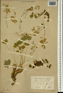 Graellsia saxifragifolia (DC.) Boiss., South Asia, South Asia (Asia outside ex-Soviet states and Mongolia) (ASIA) (Iran)