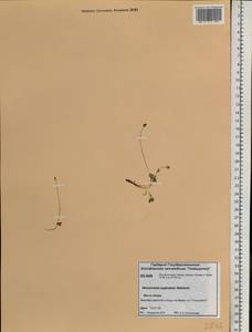 Ranunculus pygmaeus Wahlenb., Siberia, Central Siberia (S3) (Russia)