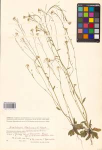 Arabidopsis thaliana (L.) Heynh., Eastern Europe, Lower Volga region (E9) (Russia)