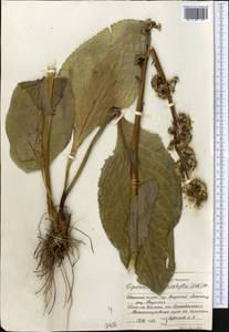 Ligularia macrophylla (Ledeb.) DC., Middle Asia, Northern & Central Tian Shan (M4) (Kyrgyzstan)