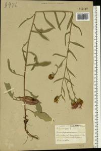 Centaurea jacea L., Eastern Europe, Belarus (E3a) (Belarus)