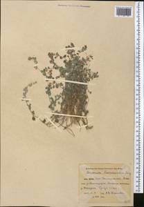 Campanula incanescens Boiss., Middle Asia, Pamir & Pamiro-Alai (M2) (Uzbekistan)