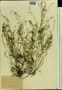 Astragalus austriacus Jacq., Eastern Europe, North Ukrainian region (E11) (Ukraine)