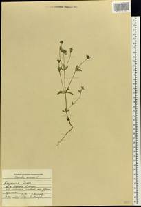 Asperula arvensis L., Eastern Europe, Central region (E4) (Russia)