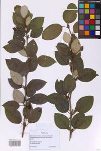 Populus, Eastern Europe, Moscow region (E4a) (Russia)