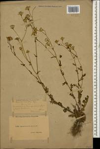 Senecio glaucus subsp. coronopifolius (Maire) C. Alexander, Caucasus, Dagestan (K2) (Russia)