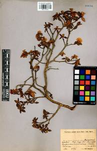 Rhododendron adamsii Rehder, Siberia, Baikal & Transbaikal region (S4) (Russia)
