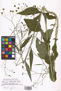 Lapsana communis subsp. intermedia (M. Bieb.) Hayek, Eastern Europe, Moscow region (E4a) (Russia)
