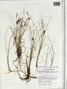 Carex rotundata Wahlenb., Eastern Europe, Northern region (E1) (Russia)