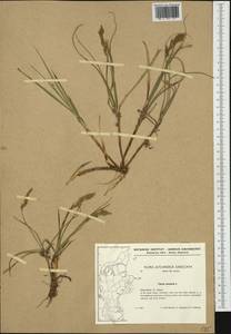 Carex arenaria L., Western Europe (EUR) (Denmark)