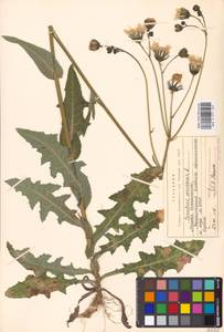 Sonchus arvensis L., Eastern Europe, Moscow region (E4a) (Russia)