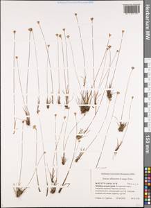 Juncus albescens (Lange) Fern., Siberia, Baikal & Transbaikal region (S4) (Russia)