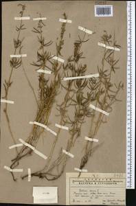 Galium verum L., Middle Asia, Pamir & Pamiro-Alai (M2) (Uzbekistan)