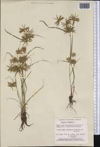 Cyperus strigosus L., America (AMER) (Canada)