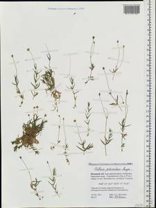 Stellaria peduncularis Bunge, Eastern Europe, Northern region (E1) (Russia)