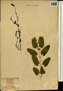 Poterium tenuifolium (Fisch. ex Link) Franch. & Sav., South Asia, South Asia (Asia outside ex-Soviet states and Mongolia) (ASIA) (Japan)