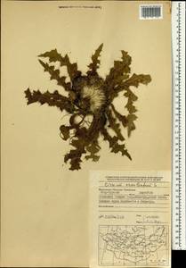 Cirsium esculentum (Siev.) C. A. Mey., Mongolia (MONG) (Mongolia)