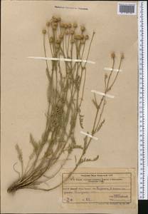 Tanacetum, Middle Asia, Western Tian Shan & Karatau (M3) (Kazakhstan)