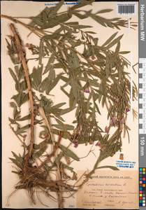 Epilobium hirsutum L., Caucasus, Stavropol Krai, Karachay-Cherkessia & Kabardino-Balkaria (K1b) (Russia)