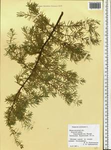 Juniperus communis L., Eastern Europe, Volga-Kama region (E7) (Russia)