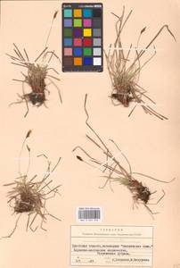 Carex montana L., Eastern Europe, Belarus (E3a) (Belarus)